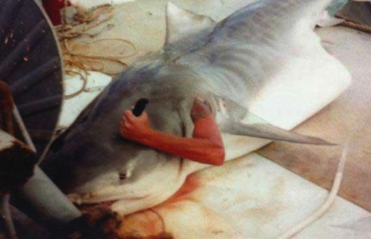 Man Climbs Into a Dead Shark for an Photo