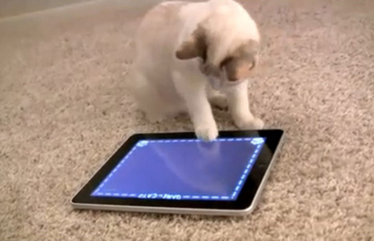 iPad “Game for Cats” Makes it Easy for Cats to Buy DLC | Complex