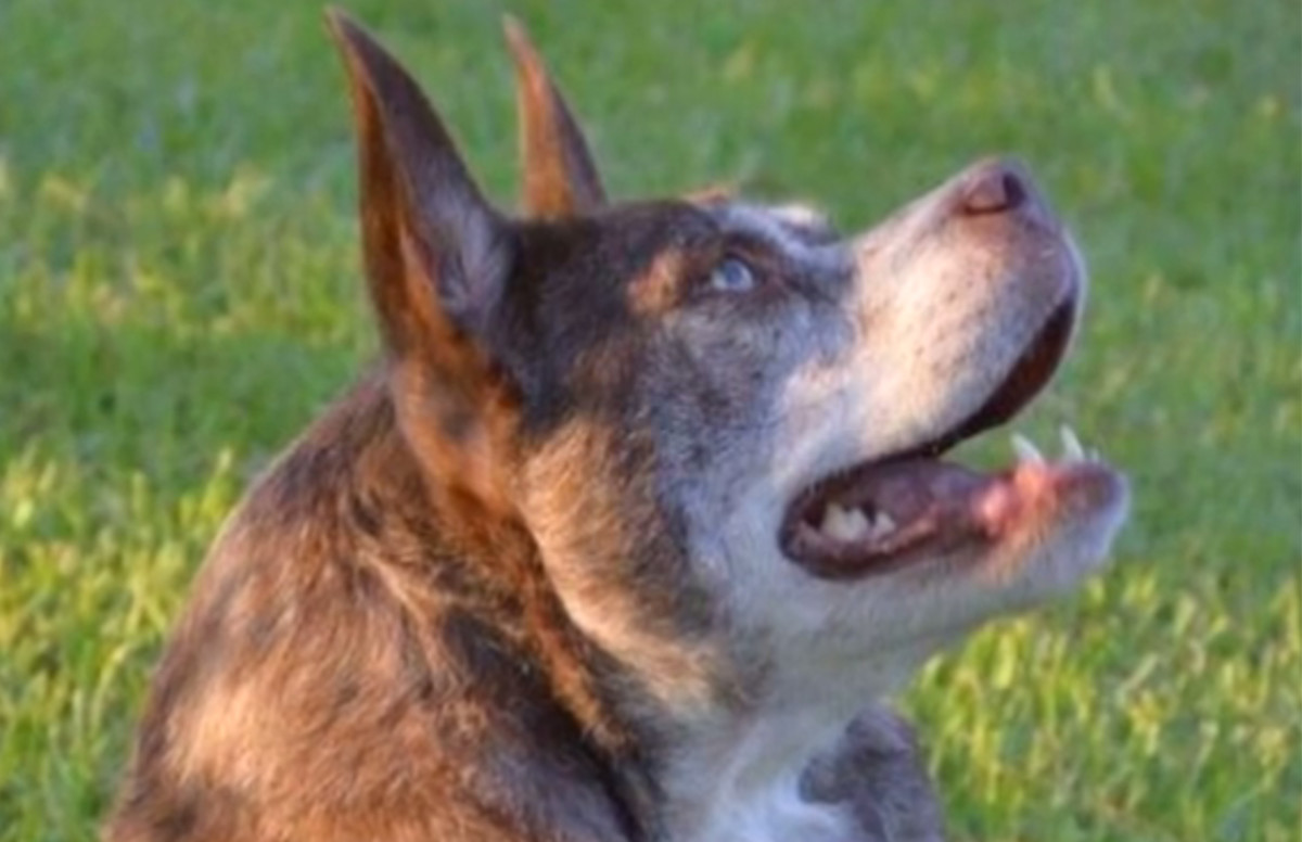 Quasi Modo Is This Year’s World’s Ugliest Dog | Complex