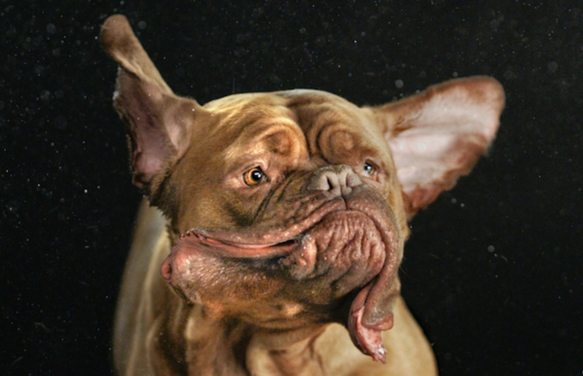 Carli Davidson Translates Epic Dog “SHAKE” Portraits Into New Photo