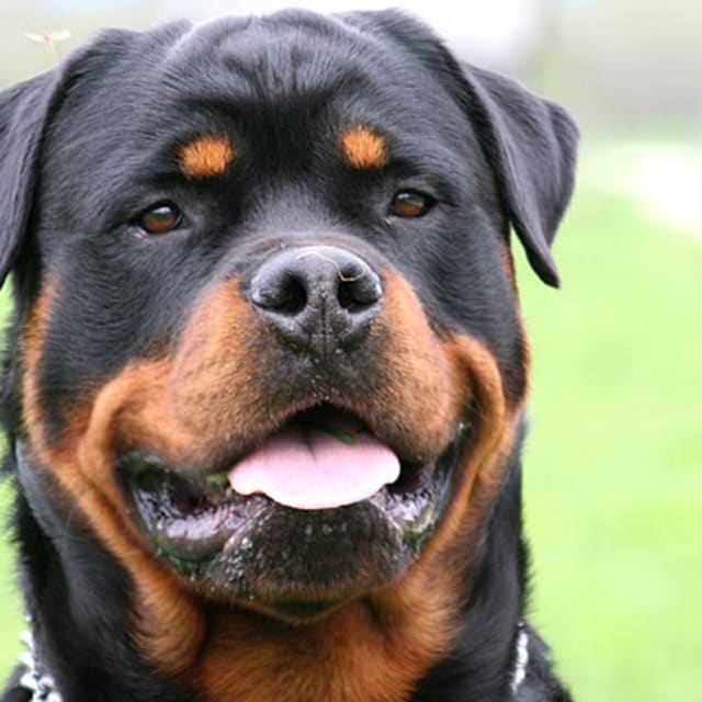Tennessee Man Reportedly Killed By Rottweiler Within Hours