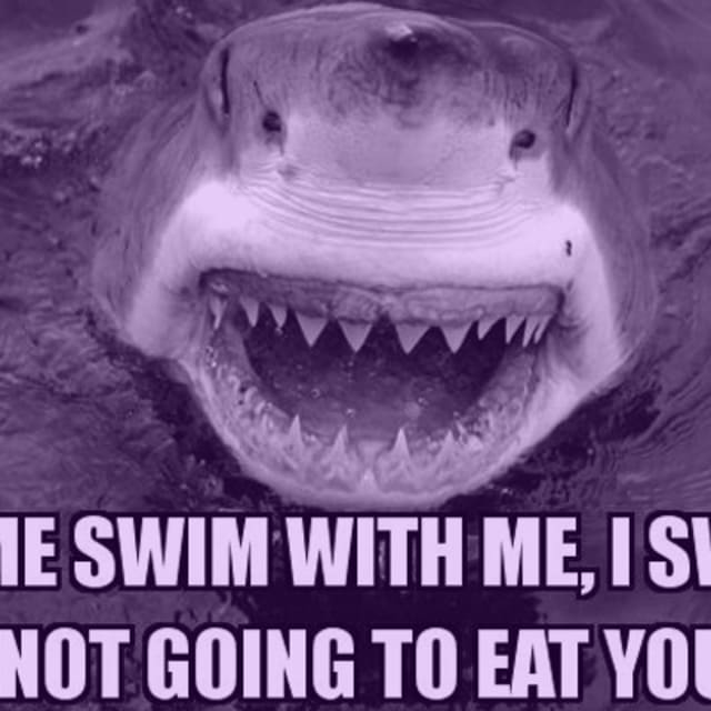 The 25 Funniest Shark Memes | Complex