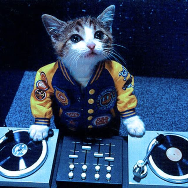 EDM's Obsession With Cats Complex