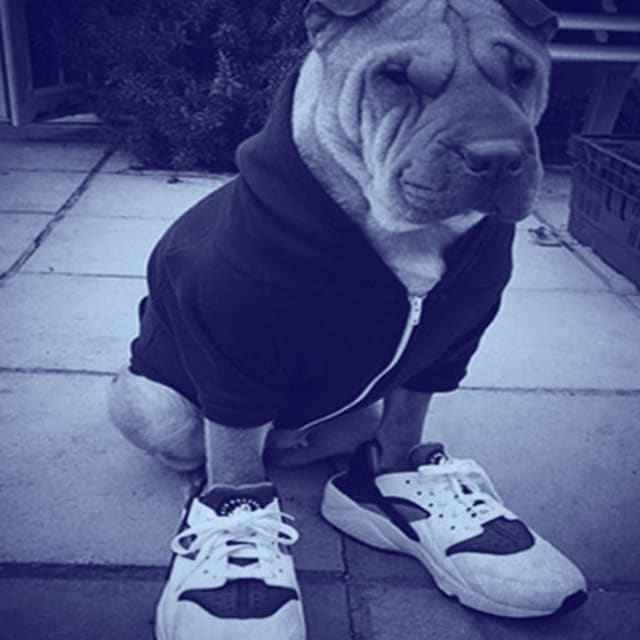 jordan sneakers for dogs
