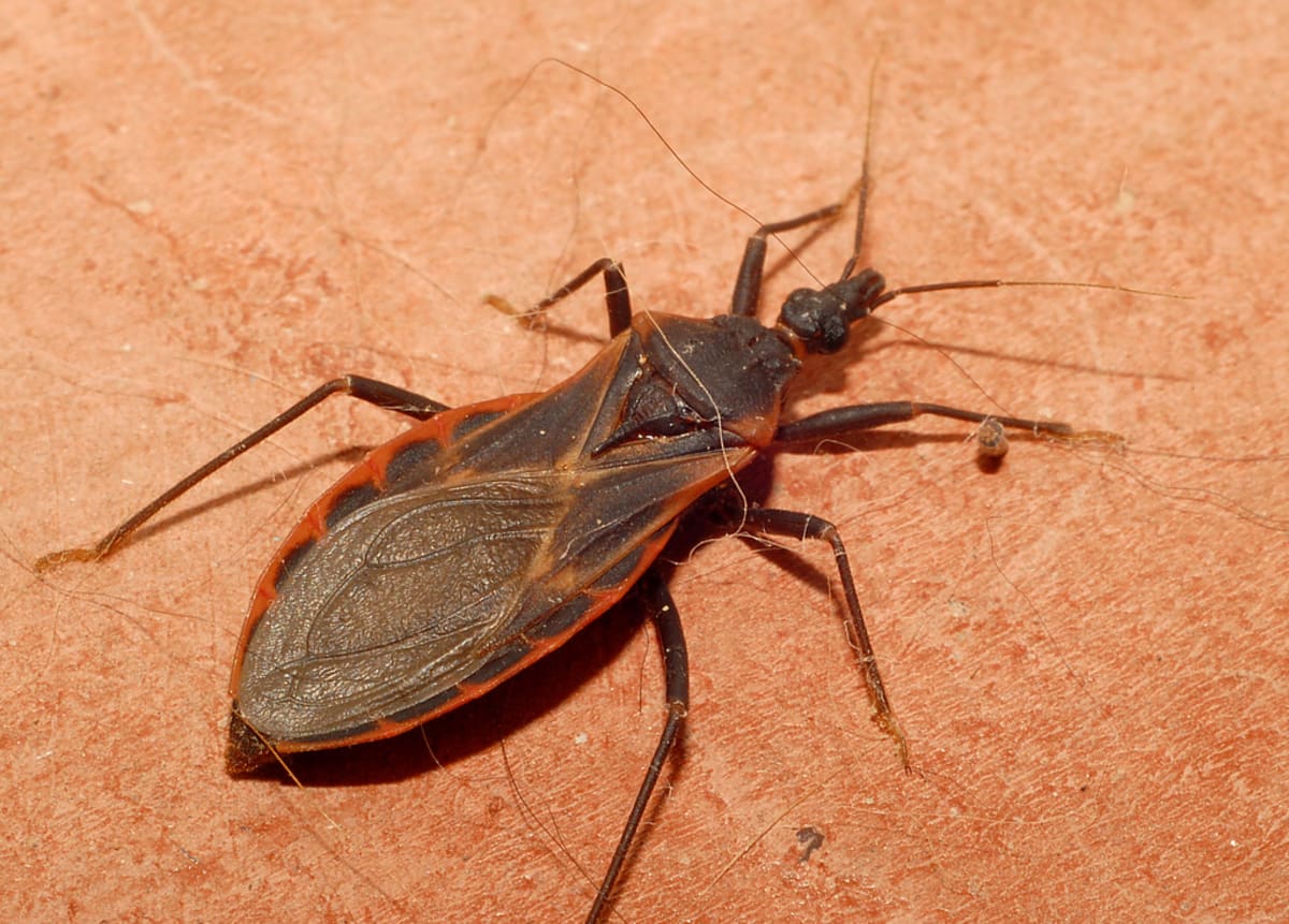 deadly-kissing-bug-now-found-in-28-states-complex
