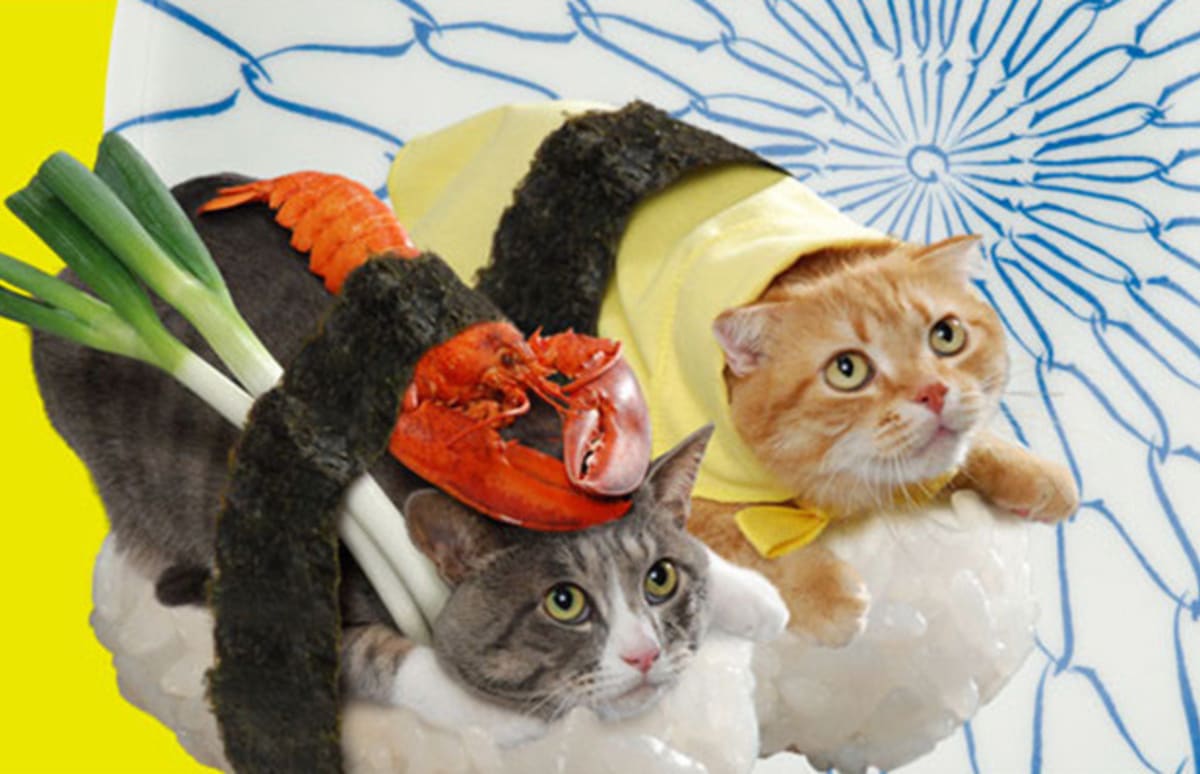 Sushi Cats from Japan Take Over the (Video) Complex