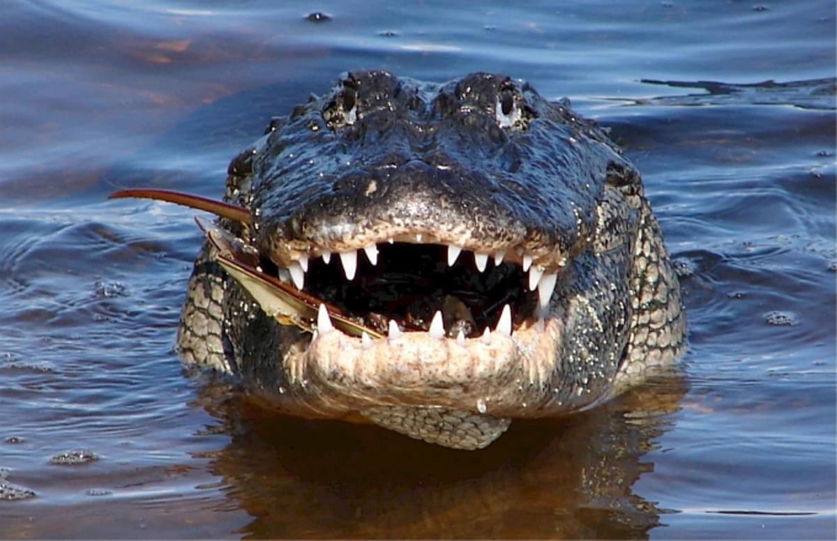 Bama Gator Hunters Discover RecordBreaking Gator in Lake Eufaula Complex