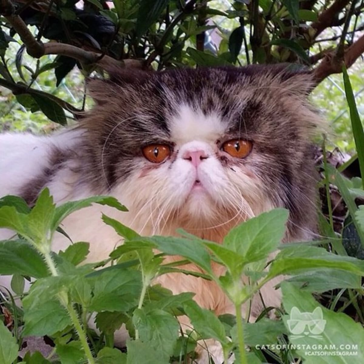 We Tumblforya: Cats of Instagram | Complex - 1200 x 1200 jpeg 131kB