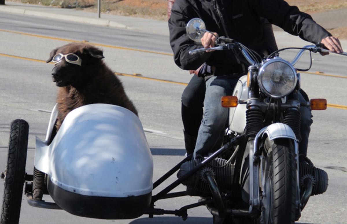 The Story That Needed to be Told Dogs Riding Motorcycles Complex