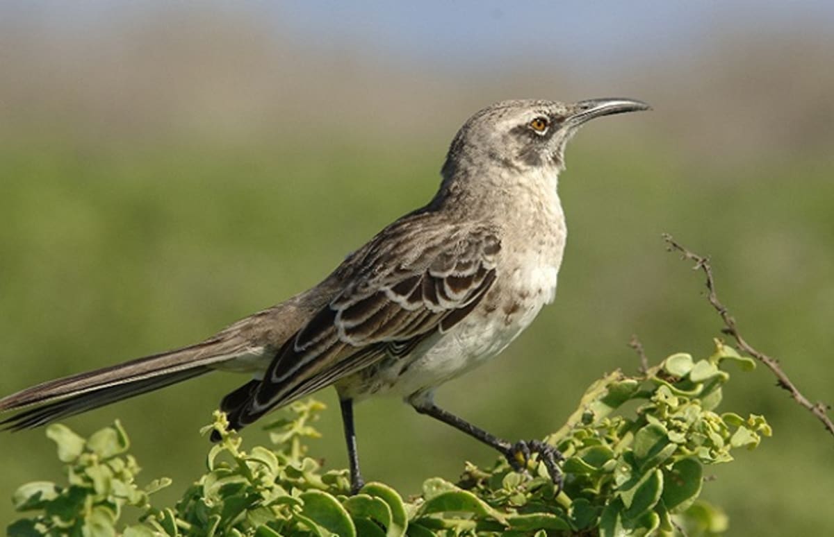 Mockingbirds Are Attacking People in Brooklyn | Complex