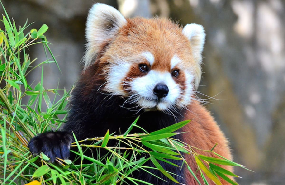 Can Someone Please Help This California Zoo Find Its Missing Red Panda