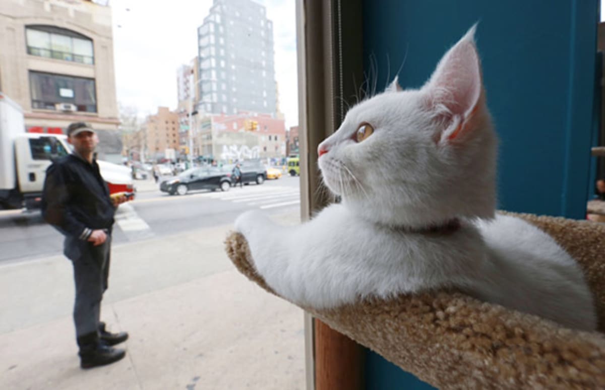 Why Are Cat Cafes Popular Why Are Cat Cafes Popular