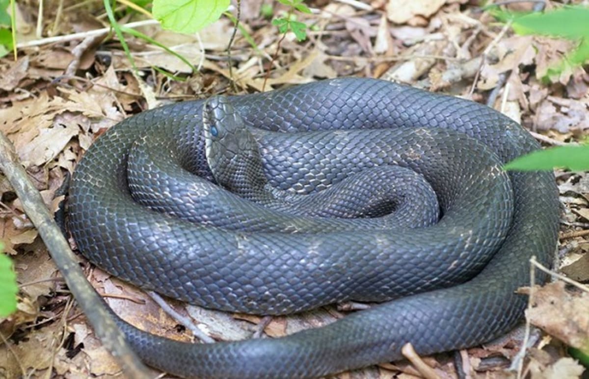 Snakes Are Falling Out Of Trees In D C Complex snakes-are-falling-out-of-trees-in-d-c-complex