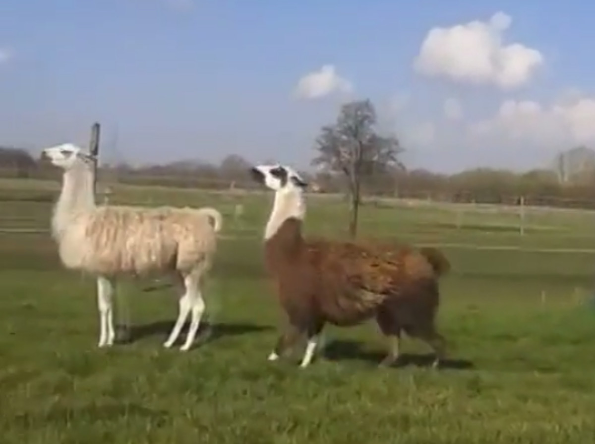 bouncy llama