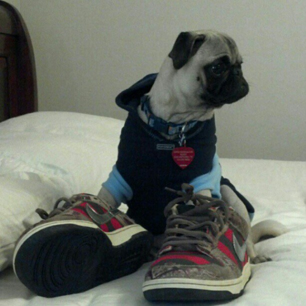 jordan 1 dog shoes