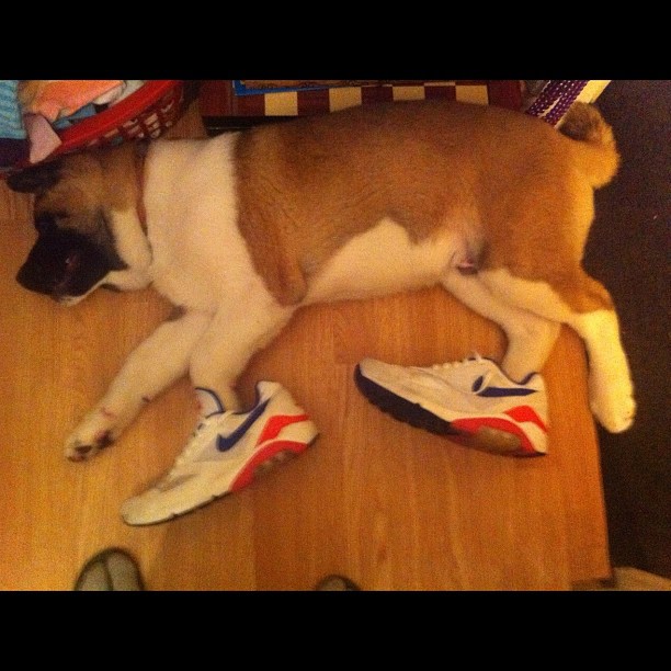 25 Pictures Of Dogs Wearing Better Sneakers Than You Complex