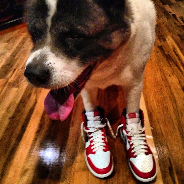 25 Pictures Of Dogs Wearing Better Sneakers Than You Complex