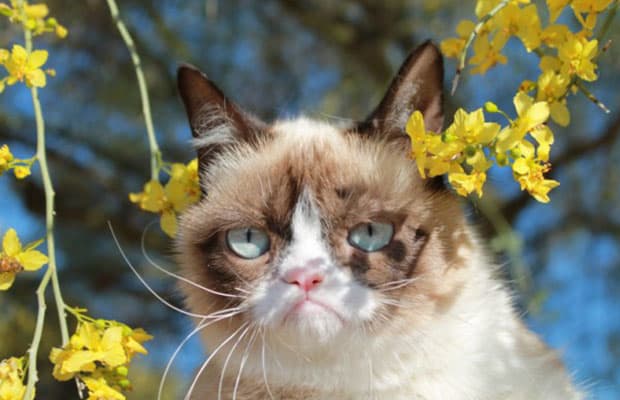 Grumpy Cat's real name is Tardar Sauce. - 30 Things You Didn't Know ...