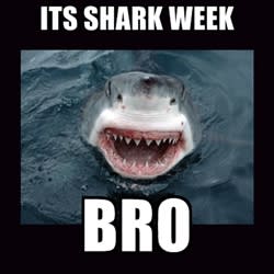 16 - The 25 Funniest Shark Memes | Complex