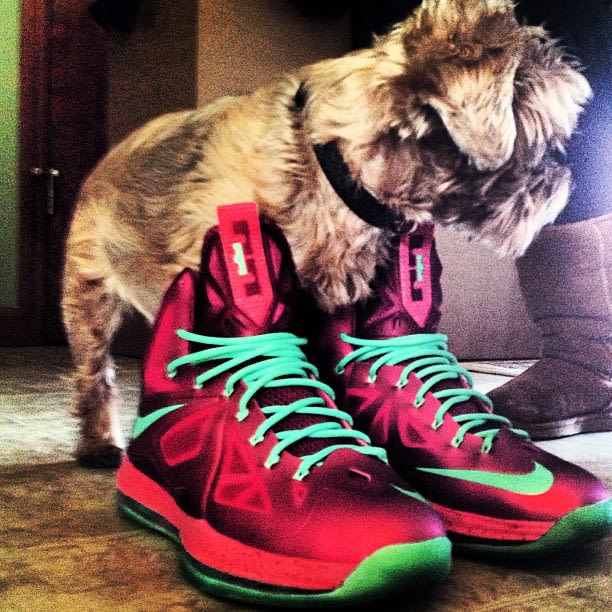 25 Pictures Of Dogs Wearing Better Sneakers Than You Complex