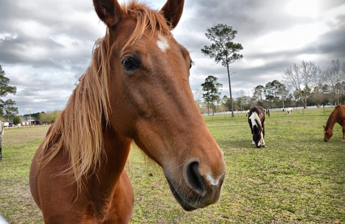 More People Than Ever Are Having Sex With Horses in Switzerland | Complex