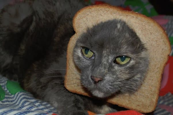 Cat Breading - The 15 Funniest Cat Memes Ever | Complex