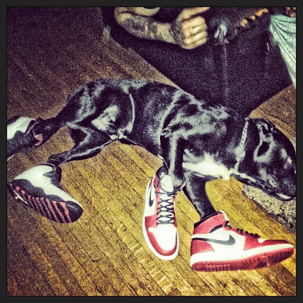 jordan 1 dog walker