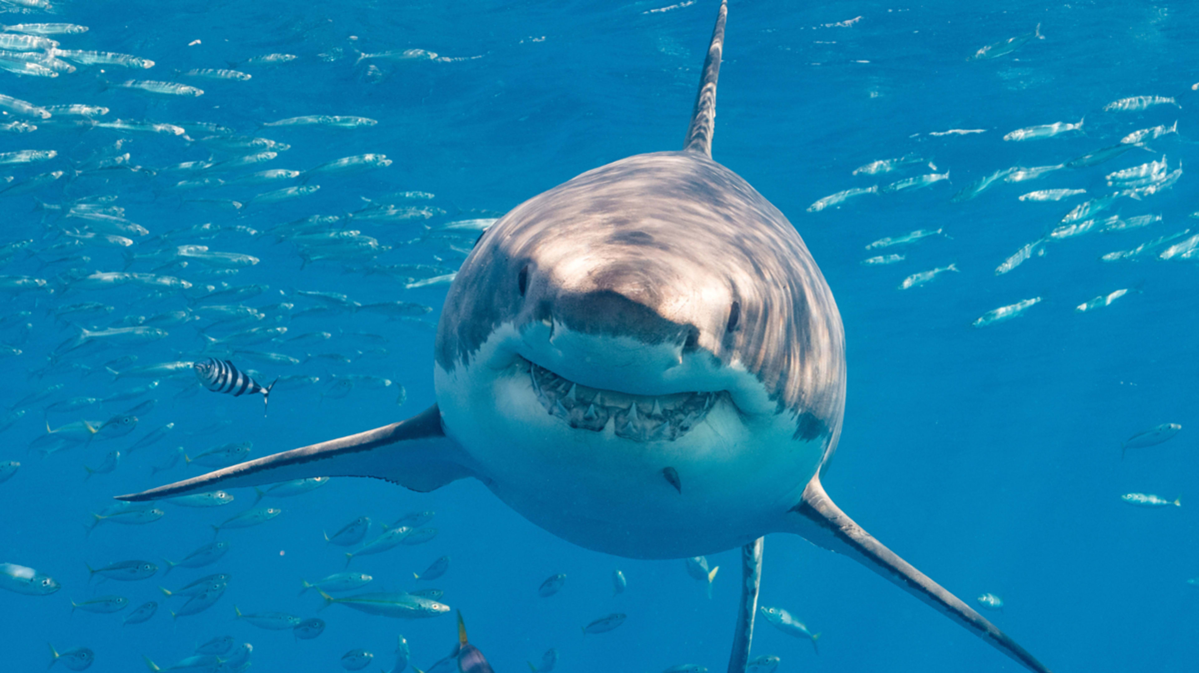 A great white shark swims towards the camera surrounded by numerous smaller fish in the ocean