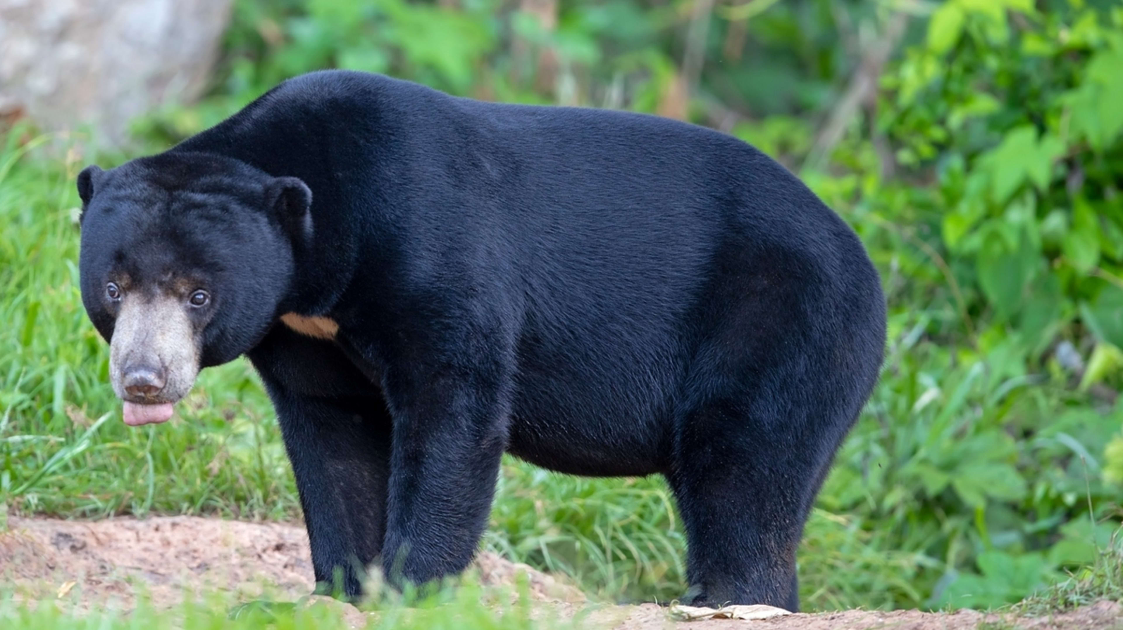 China Zoo Bears