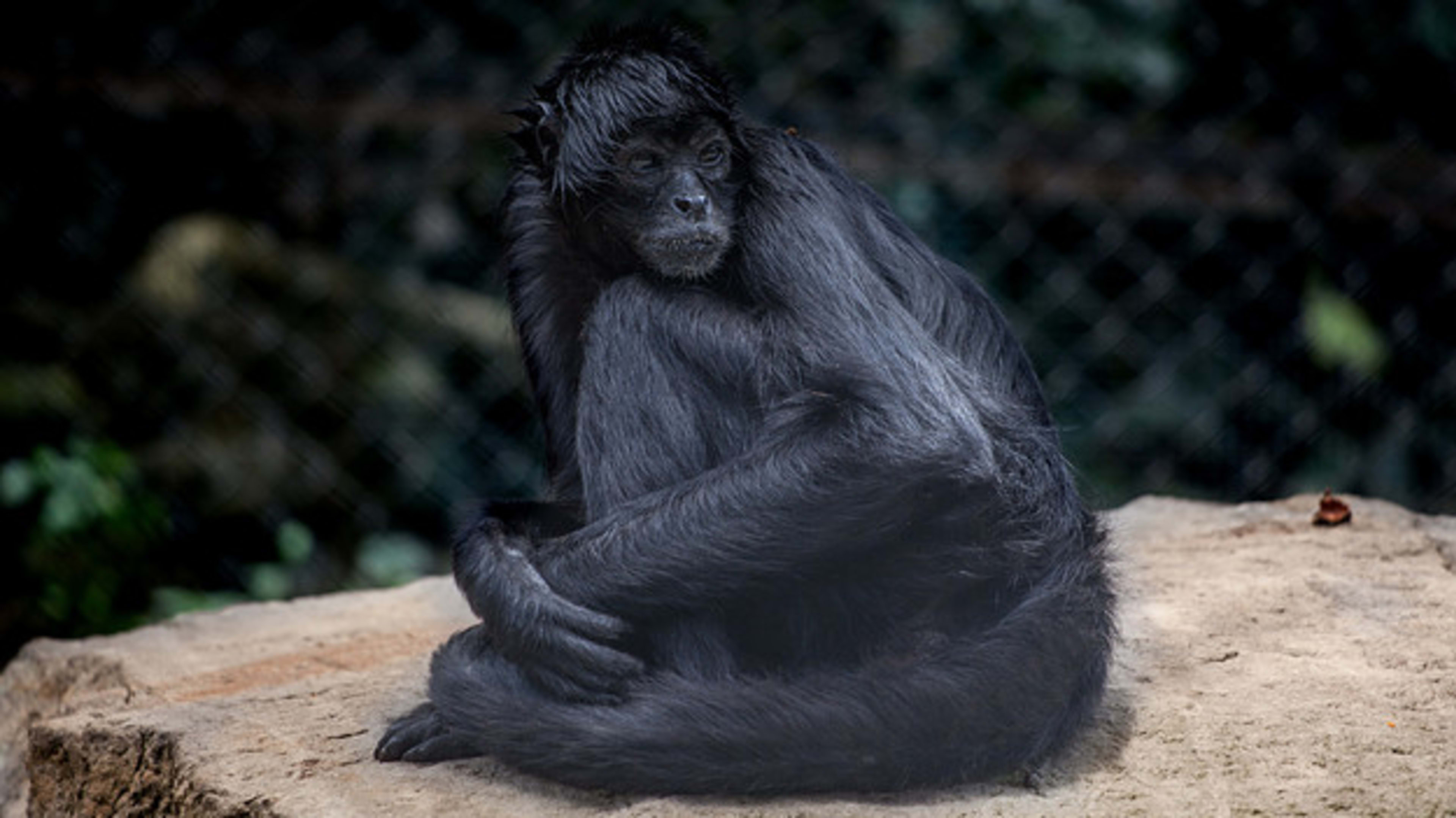 A Black Spider Monkey seen at the Santa Cruz Foundation.