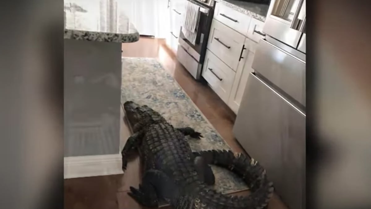 Alligator on a kitchen floor between an island and cabinets