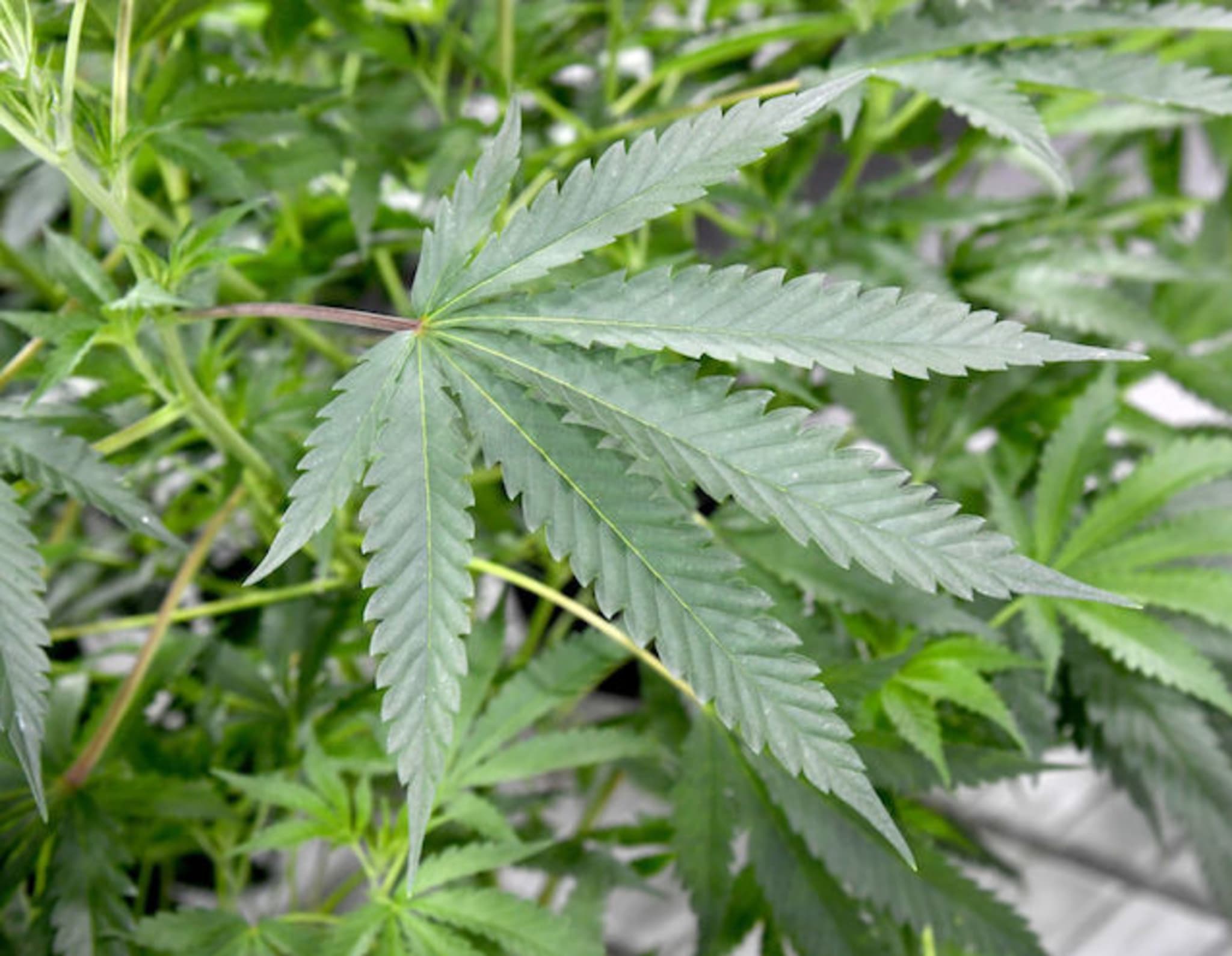 This is a picture of a cannabis plant.