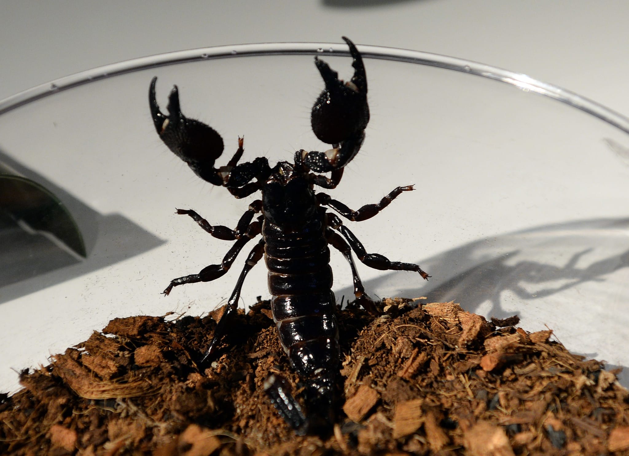 Emperor Scorpion