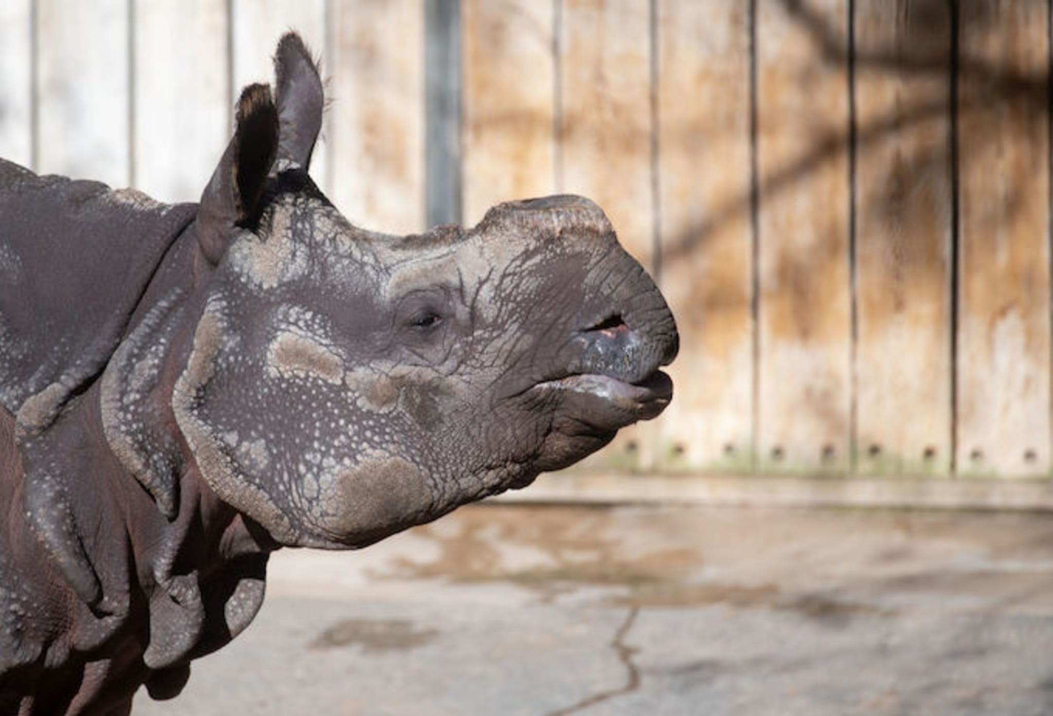 rhino