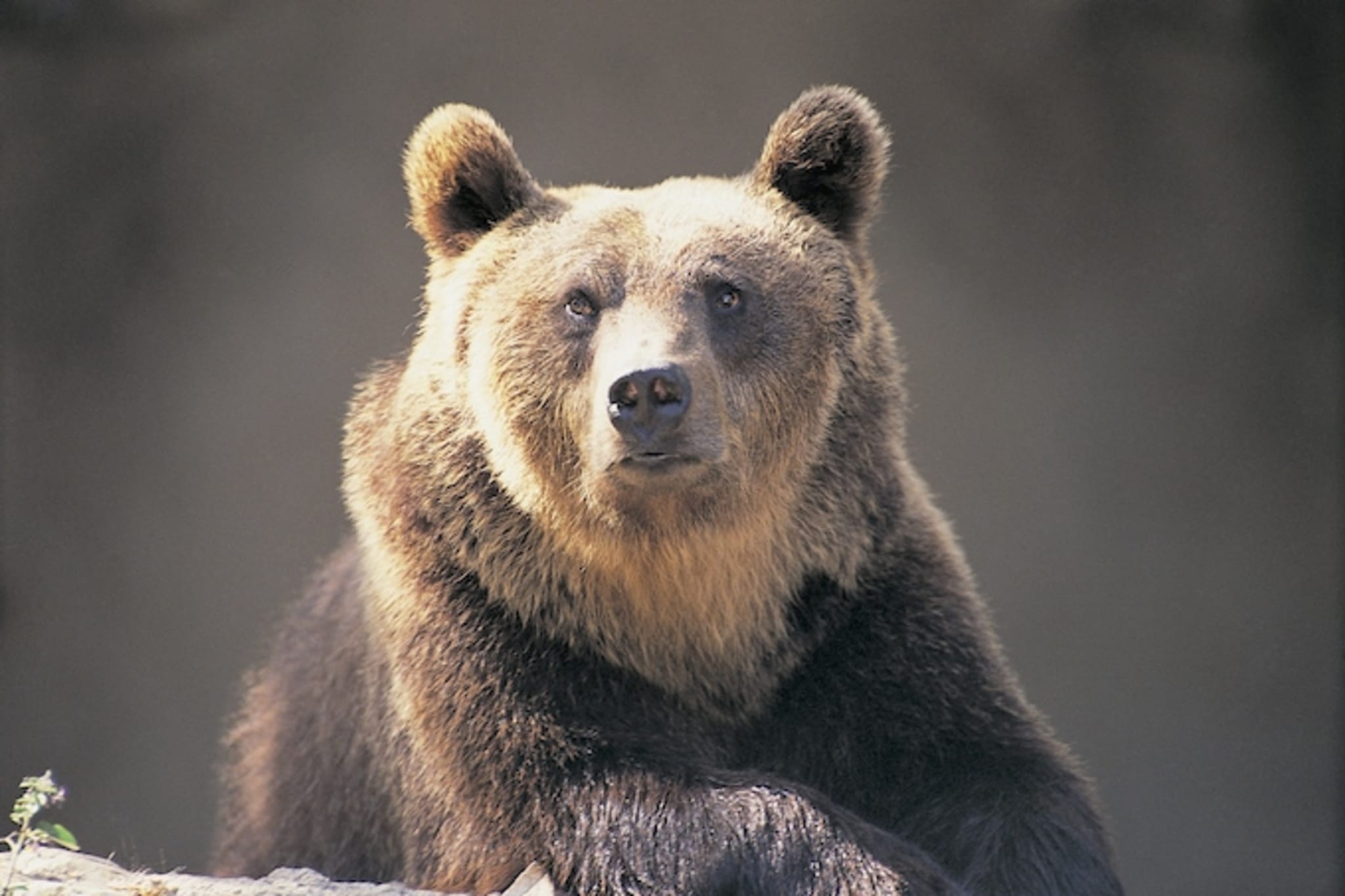 bear