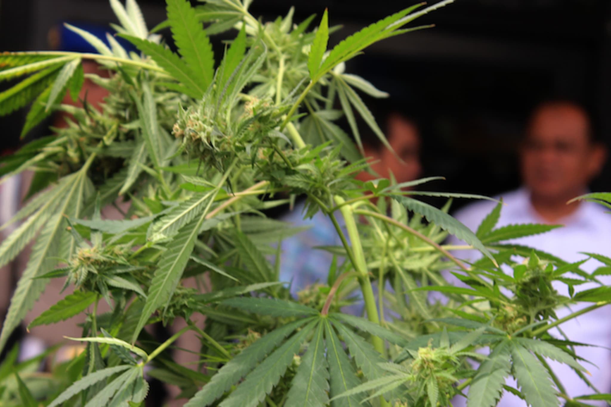 This is a picture of marijuana.