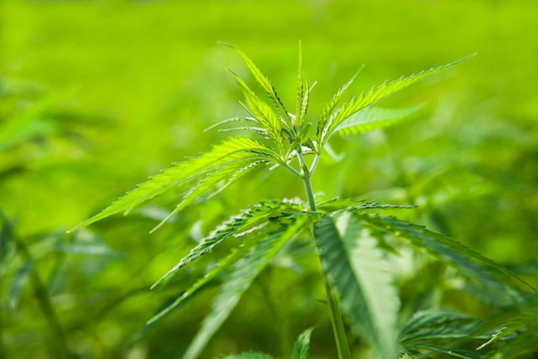 This is a picture of weed.