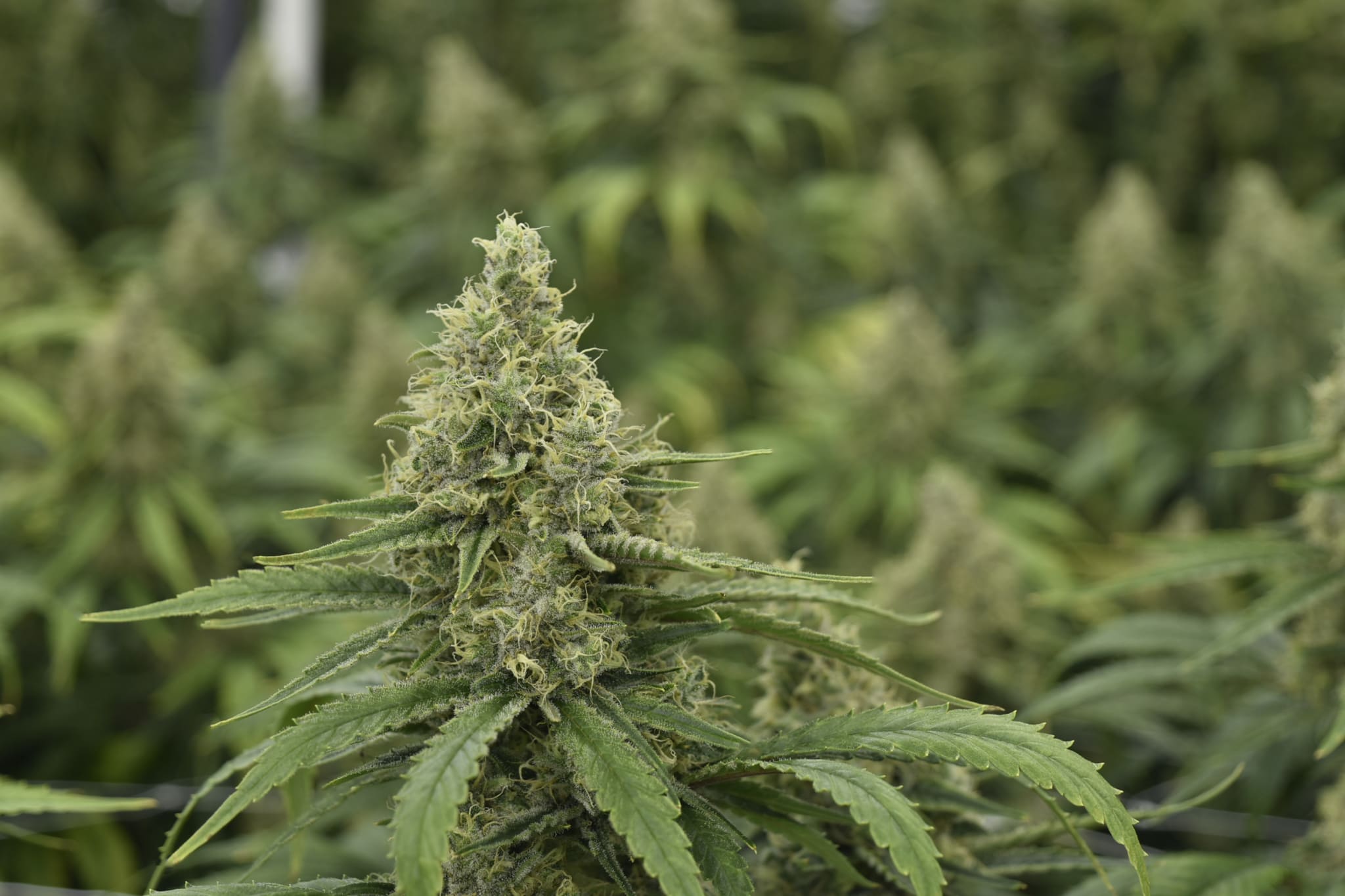 PROMO: Canadian’s Attitudes On Cannabis Shifting Ahead Of Legalization