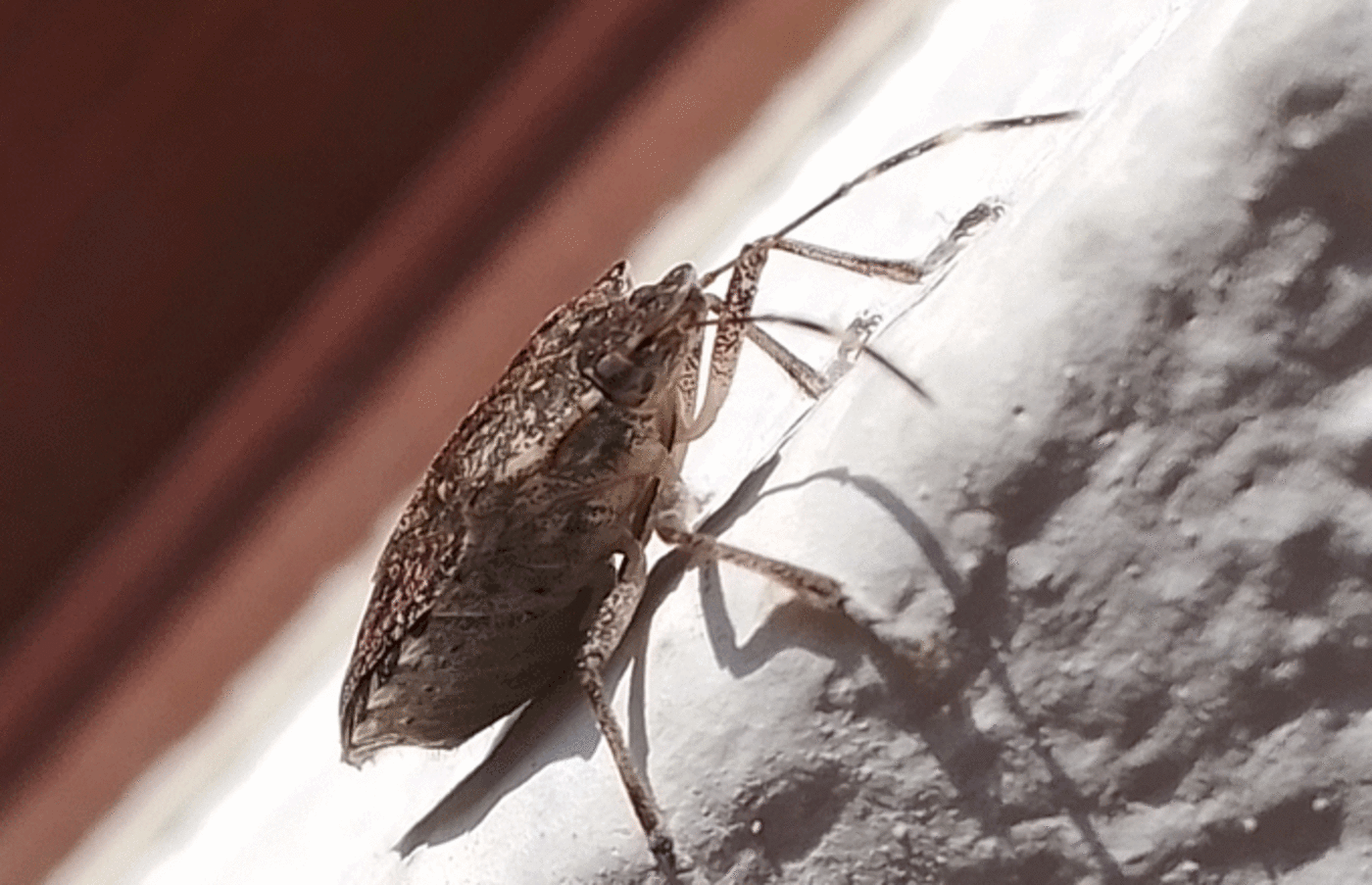 Bedbug stock image.