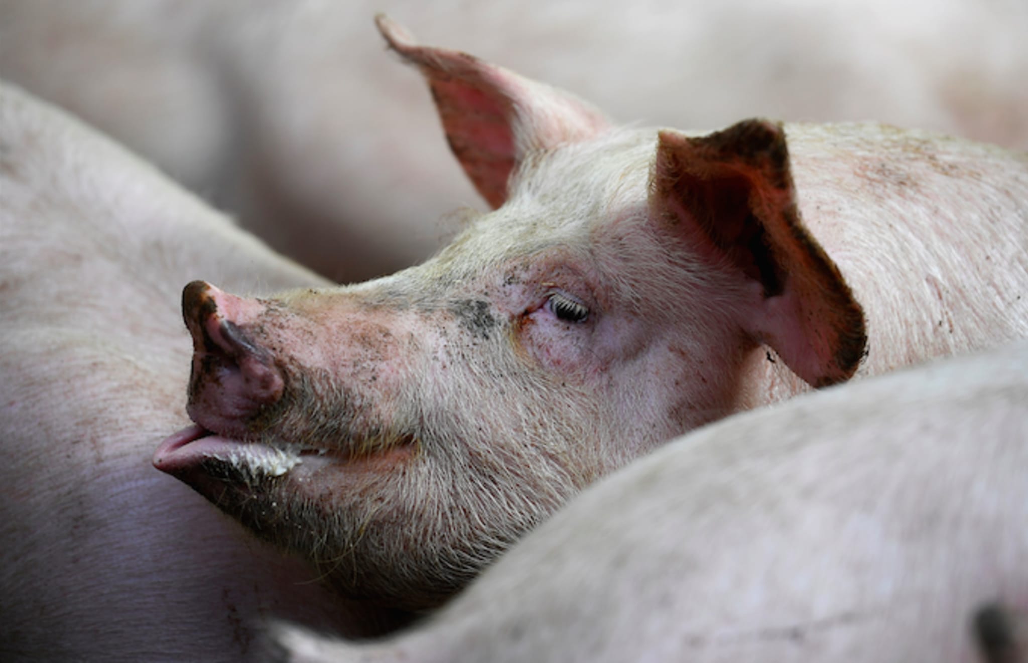 Pig