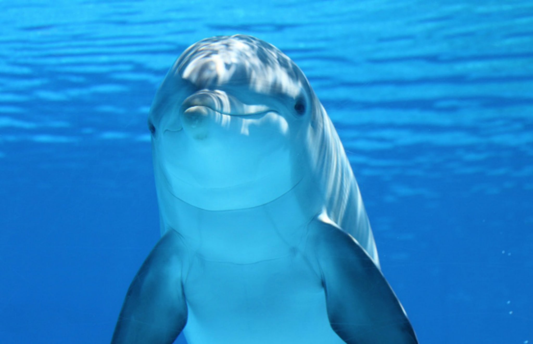 Dolphin