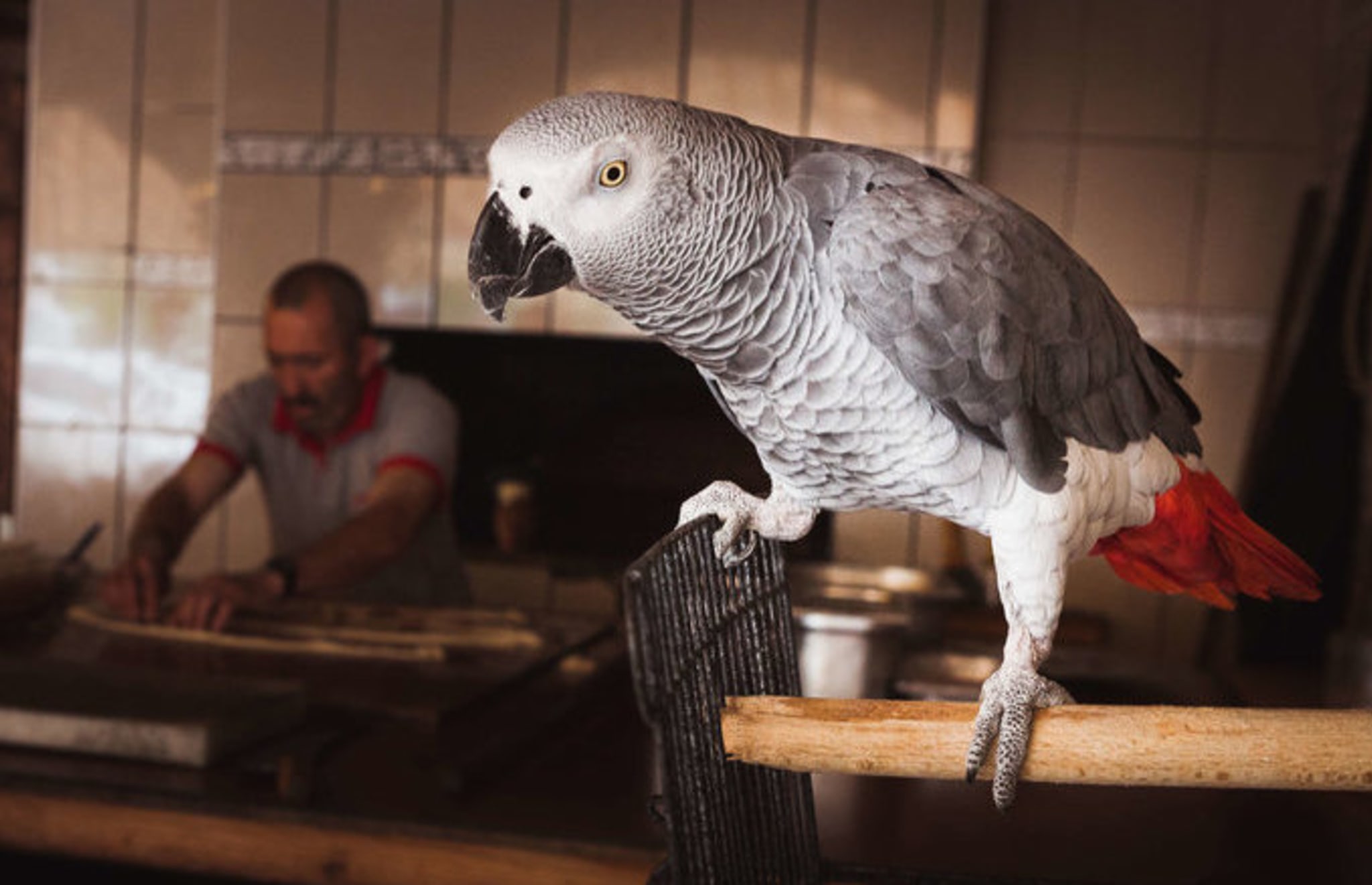 african grey parrot