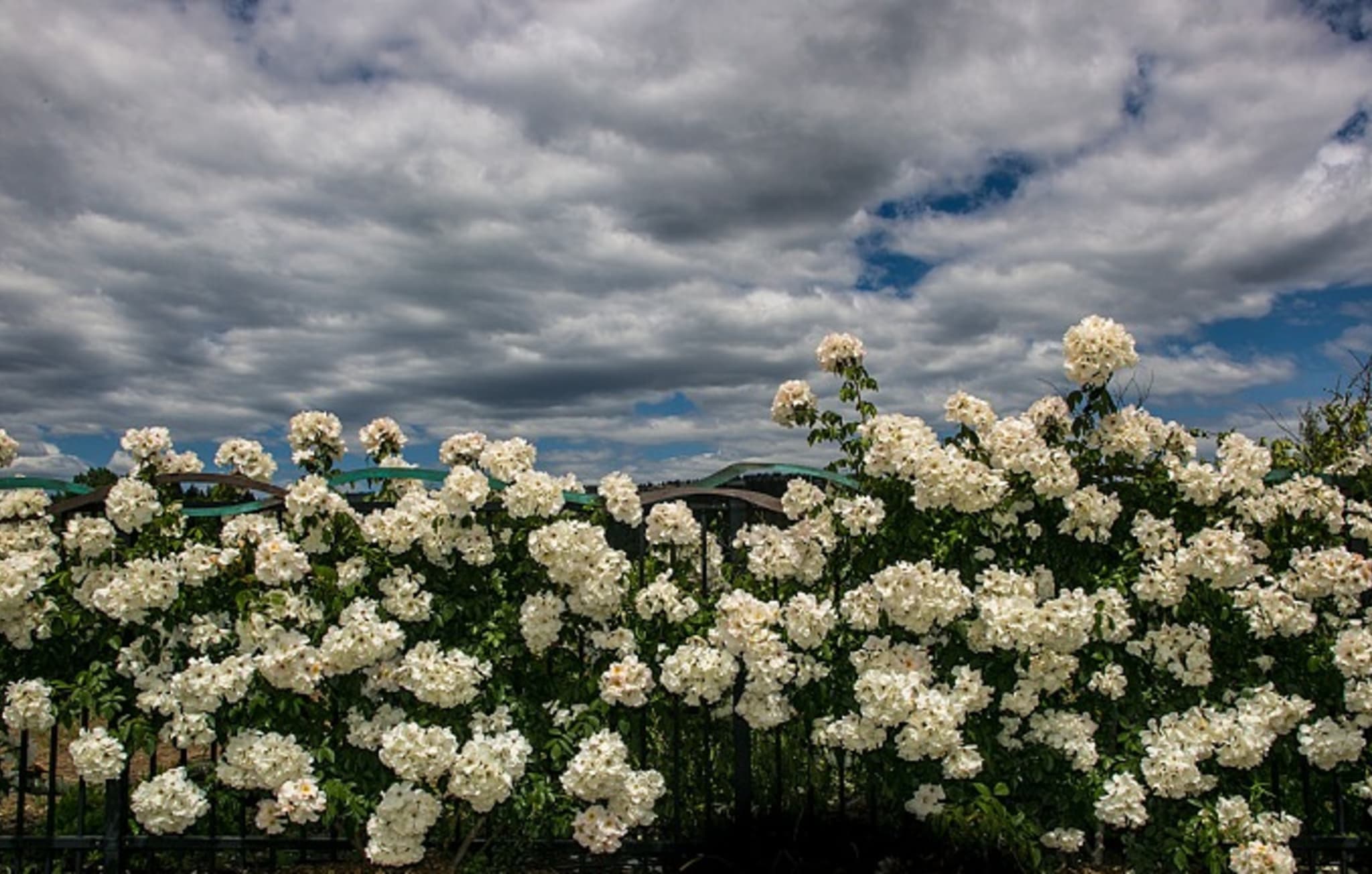 Roses