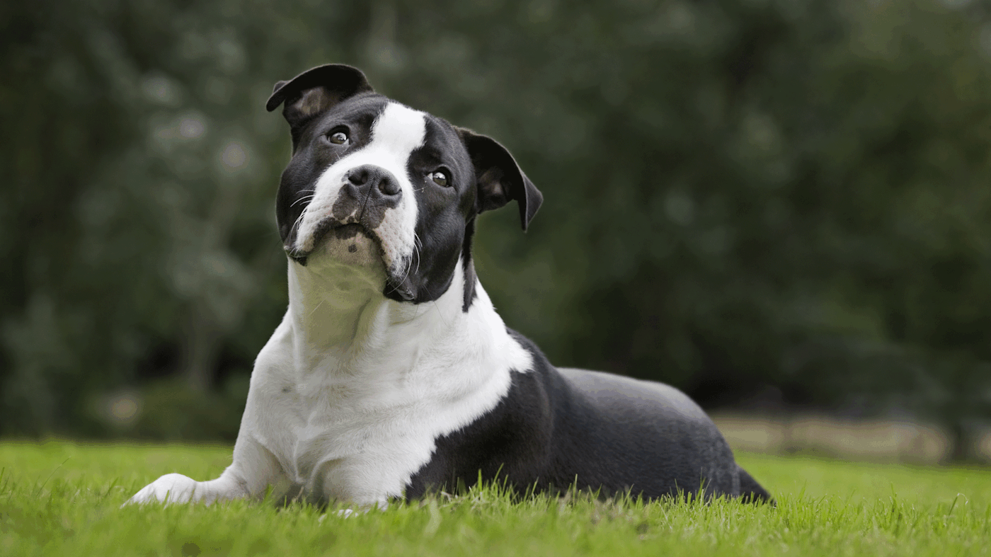 An American Staffordshire Terrier