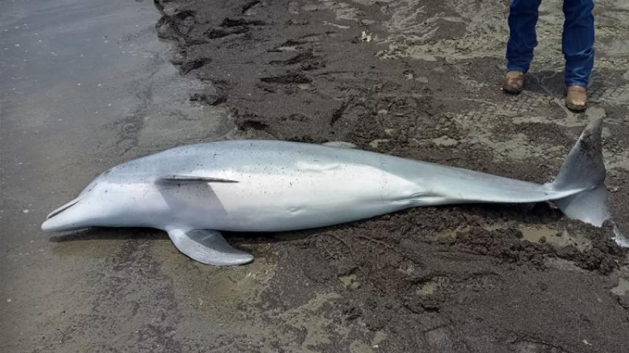 A stranded dolphin on a sandy beach with a person standing nearby