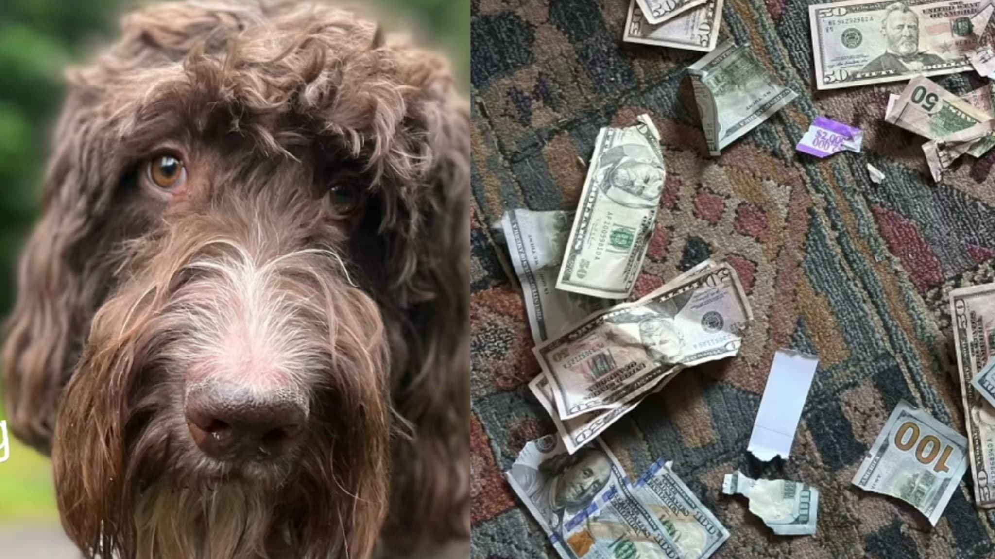 a dog is pictured next to partially eaten bills