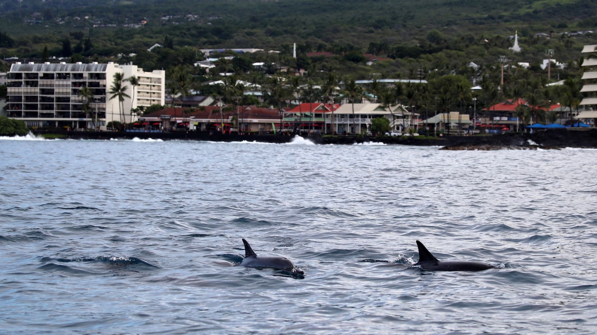 A dolphin swims in the water during the IRONMAN World Championships brought to you by Amazon
