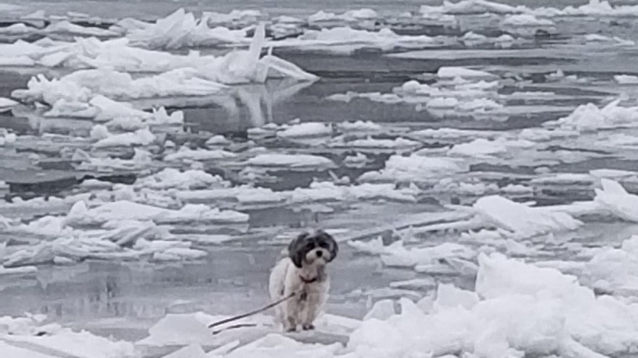 Small dog stuck on the Seneca River