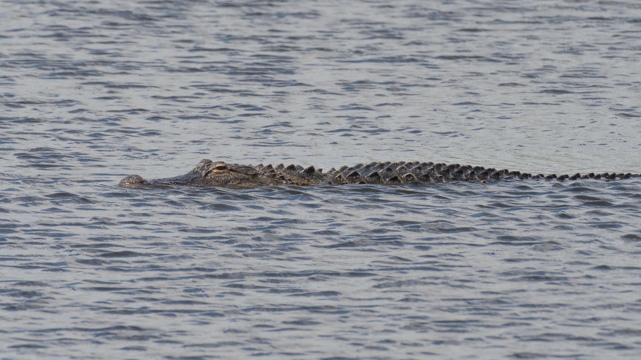 gator
