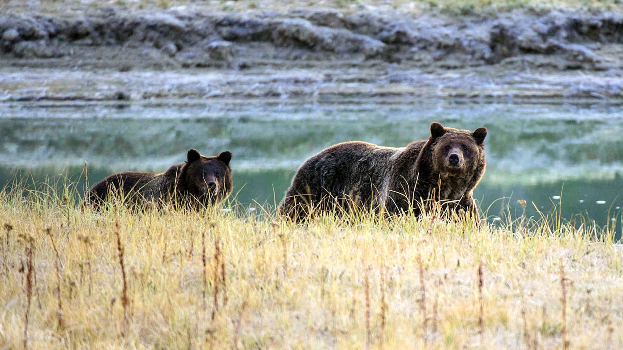 grizzly-attack-yellowstone